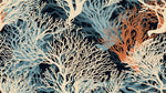 Papier peint corail Évasion Marine aux nuances abyssales - Vignette | Mr Papier Peint