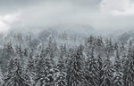 Papier peint représentant une forêt enneigée pour une ambiance panoramique - Vignette | Mr Papier Peint