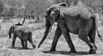 Éléphant Gris et Son Petit en Marche Papier Peint Éléphant Naturel - Vignette | Mr Papier Peint