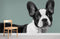 Photo d’un puppy Bulldog de Boston noir et blanc pour le papier peint mural Bulldog de Boston