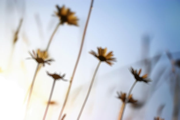 Papier Peint Été pour raviver votre décoration avec un max de soleil