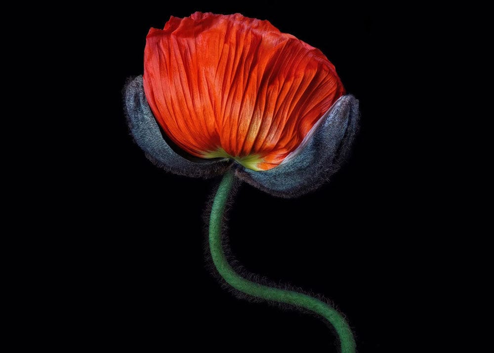 Sélection de papier peint coquelicots pour embellir vos murs