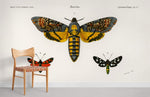 Collection de papillons de nuit - Papier peint mural - Vignette | Mr Papier Peint