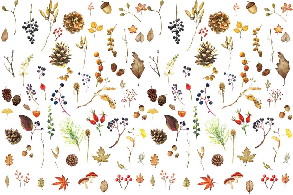 Collection de plantes d’automne - Papier peint mural - Le meilleur Papier peint panoramique Sur mesure