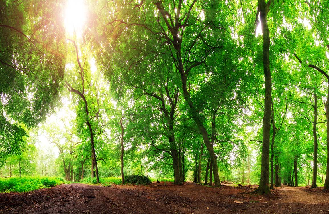 Décor mural de forêt tortueuse - Le meilleur Papier peint panoramique Sur mesure