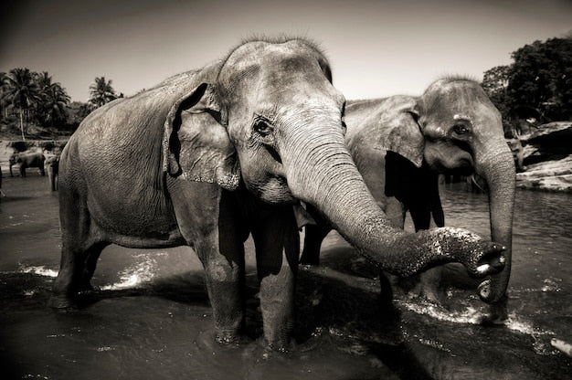 Eléphants du Sri Lanka - Papier Peint Exotique Évasion - Le meilleur Papier peint panoramique Sur mesure