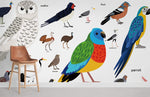 Encyclopédie Murale des Oiseaux en Papier Peint - Vignette | Mr Papier Peint