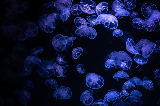 Évasion Lumineuse: Le Papier Peint Aquarium Méduse Magique - Le meilleur Papier peint panoramique Sur mesure