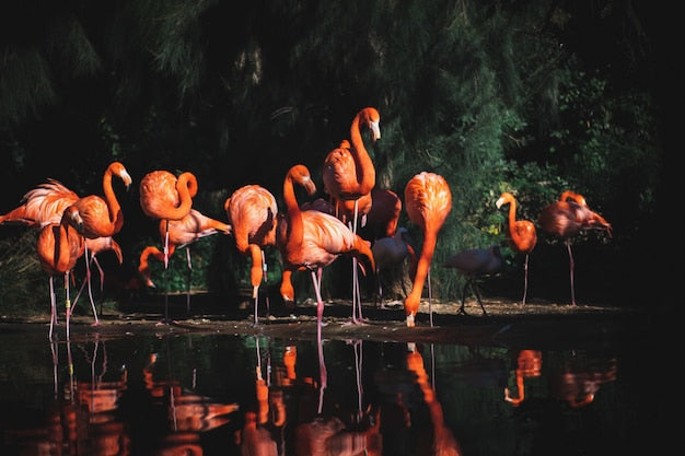 Flamants Roses Élégants près de l’Eau - Papier Peint Nature - Le meilleur Papier peint panoramique Sur mesure