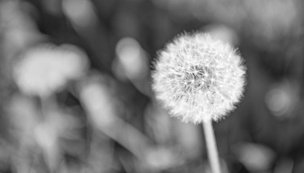Fleur de pissenlit blanc duveteux pour papier peint panoramique