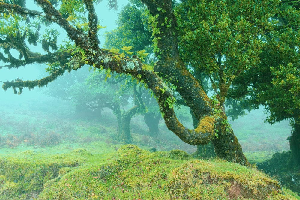 Fond d’écran mural Forêt Vierge - Le meilleur Papier peint panoramique Sur mesure