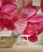 Fresque murale de floraison d'Hippeastrum - Vignette | Mr Papier Peint