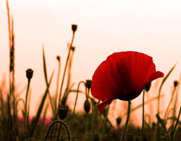 Gros plan de coquelicot rouge au coucher de soleil, pour papier peint