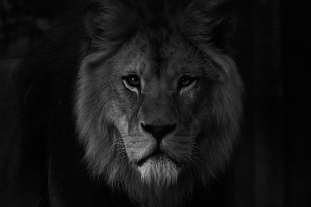 Portrait félin lion noir et blanc en papier peint sur mesure Lion Mystère