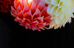 Papier peint Dahlias éclat floral pour un mur plein de vie - Vignette | Mr Papier Peint