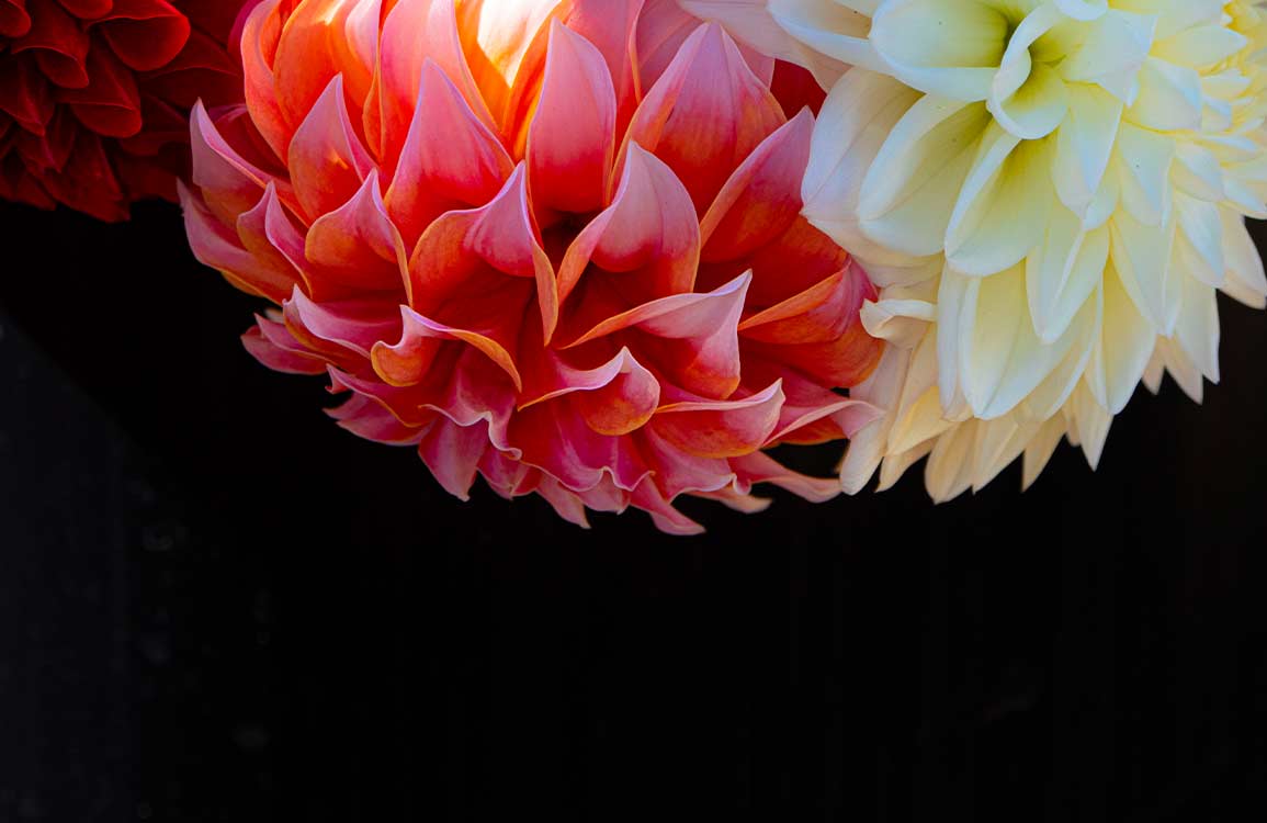 Papier peint dahlias vibrant en shades de rouge, rose et crème pour Murale de papier peint Dahlias en trempage