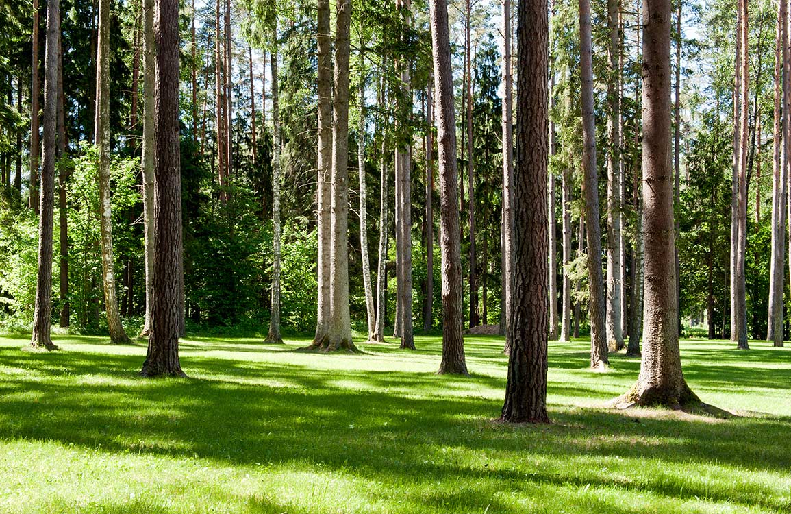 Murale de papier peint de forêt ensoleillée - Le meilleur Papier peint panoramique Sur mesure