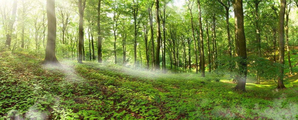 Murale de papier peint Forêt Vibrante - Le meilleur Papier peint panoramique Sur mesure