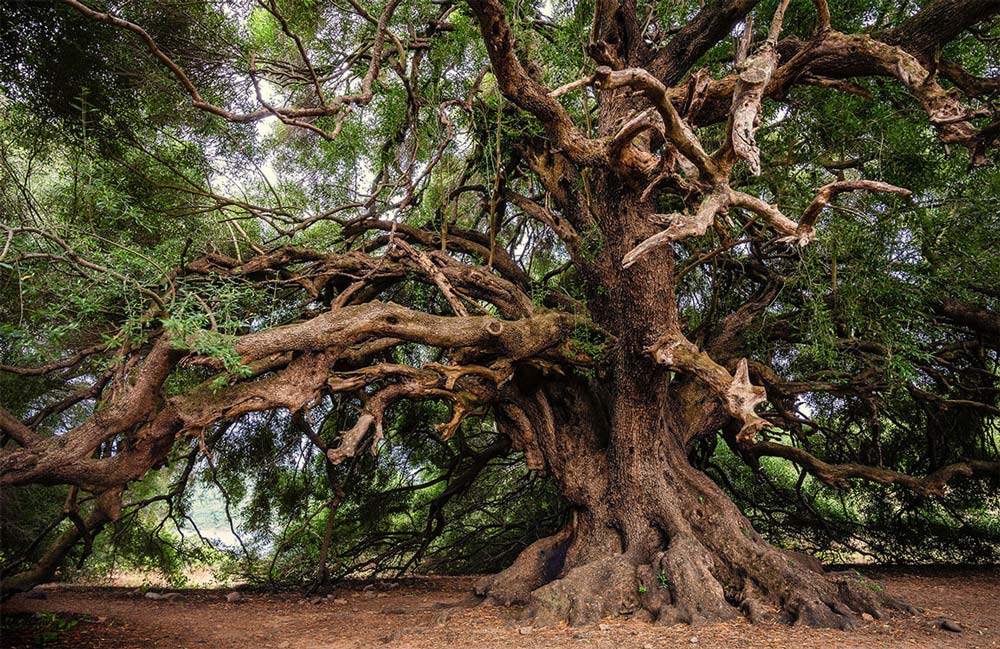 Murale de papier peint de l’arbre centenaire - Le meilleur Papier peint panoramique Sur mesure