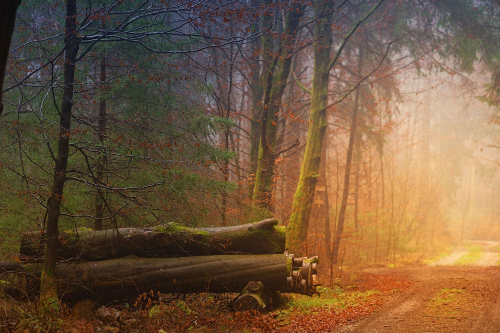 Murale de Papier Peint Luminosité dans les Bois - Le meilleur Papier peint panoramique Sur mesure