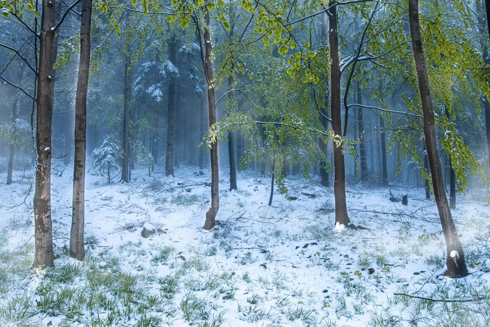 Murale de papier peint représentant une forêt verte enneigée pour décorations personnalisées