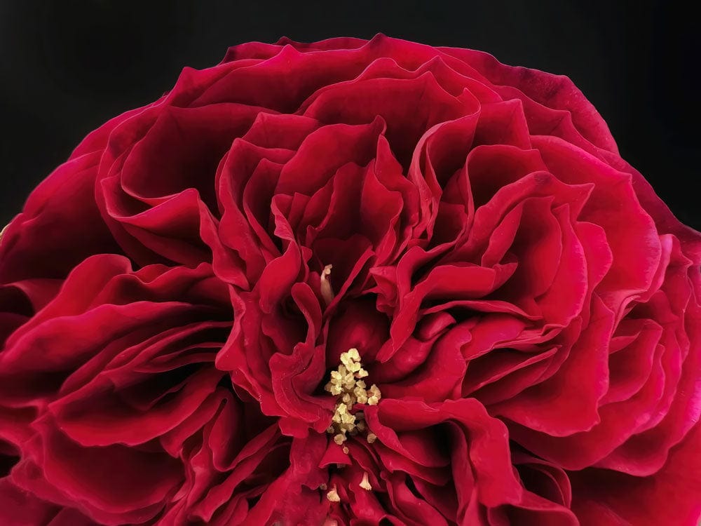 Papier peint rosier tess avec une rose rouge vibrante et des pétales rufflés
