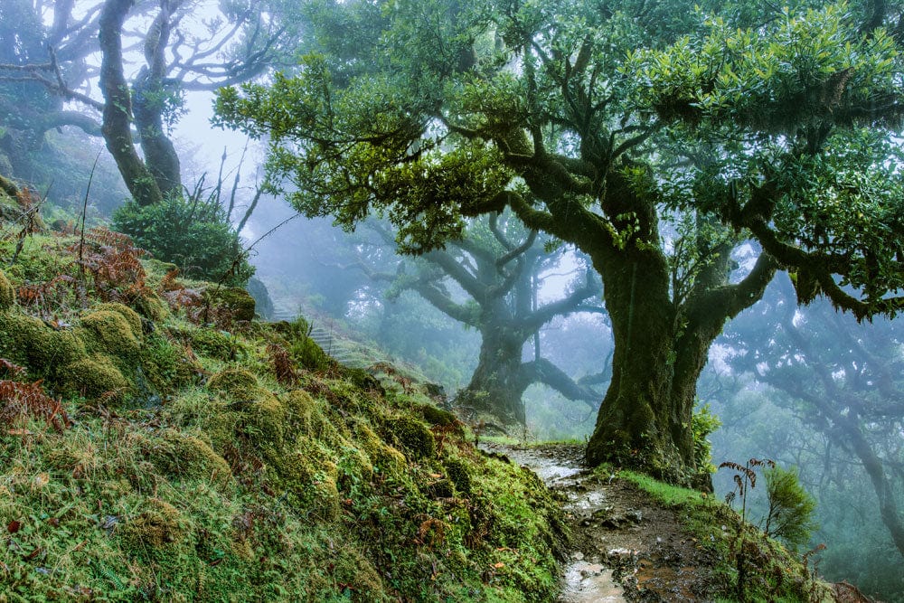 Murale de papier peint Top pour une allée en forêt. - Le meilleur Papier peint panoramique Sur mesure