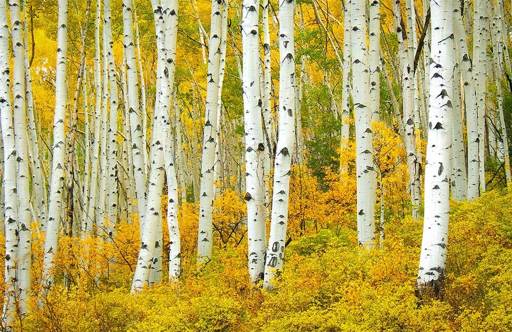 Papier peint panoramique avec des bouleaux dorés pour une décoration personnalisée