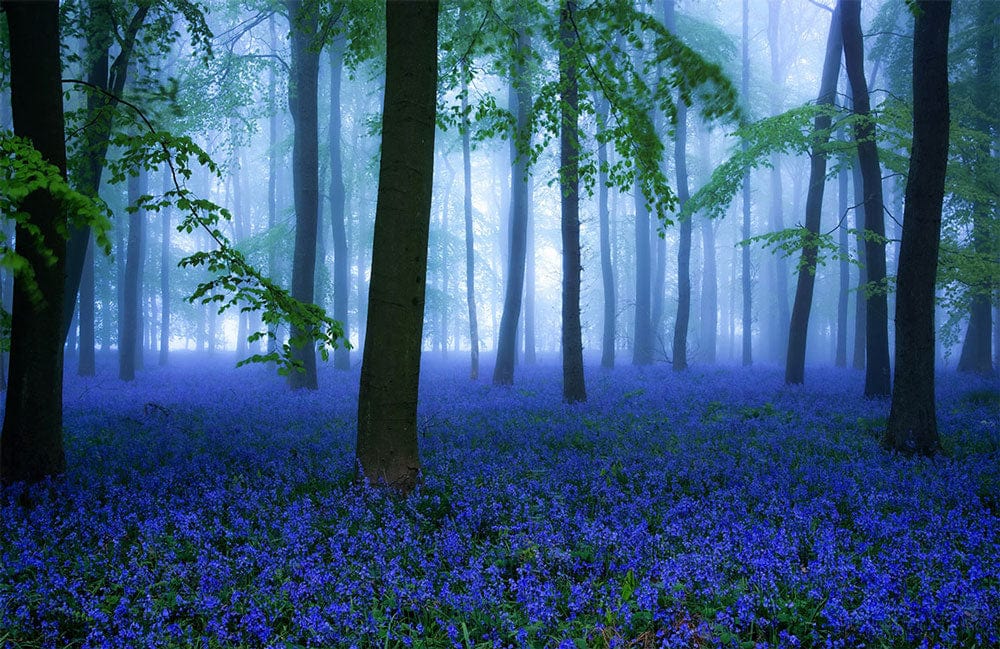 Papier peint panoramique forêt aux fleurs avec des fleurs bleues pour une ambiance naturelle