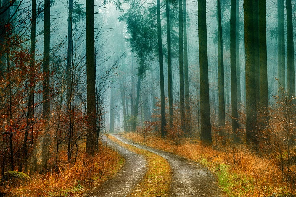 Papier peint de forêt avec lumières vertes - Le meilleur Papier peint panoramique Sur mesure