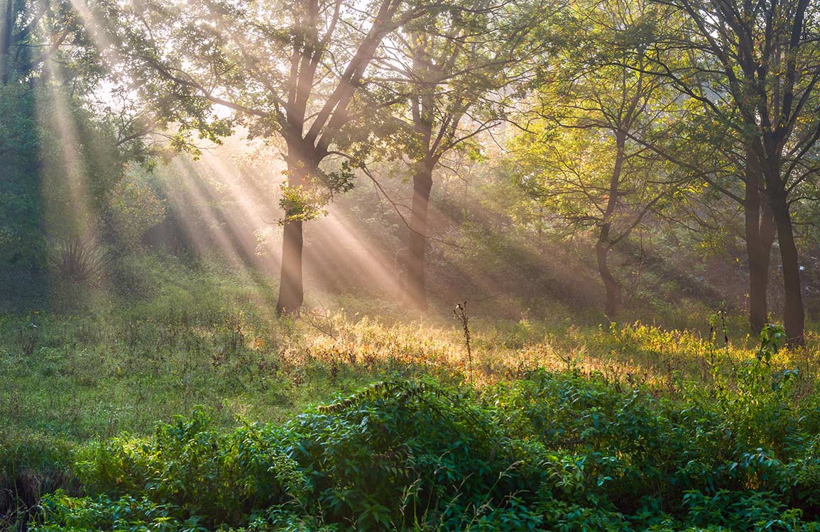 Papier Peint de forêt avec rayons de soleil. - Le meilleur Papier peint panoramique Sur mesure