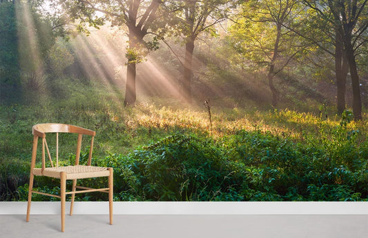 Papier Peint de forêt avec rayons de soleil. - Le meilleur Papier peint panoramique Sur mesure