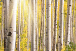 Forêt de bouleaux ensoleillée papier peint panoramique décoration personnalisée - Vignette | Mr Papier Peint
