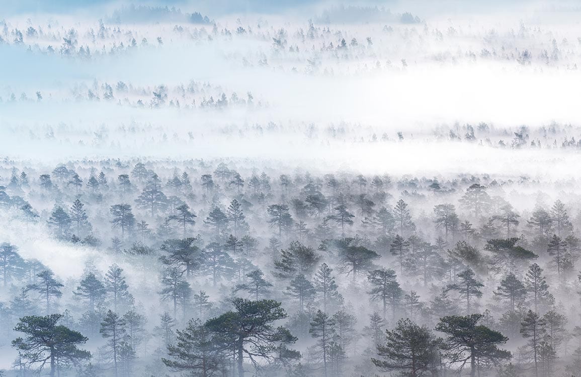 Papier Peint de forêt brumeuse. - Le meilleur Papier peint panoramique Sur mesure