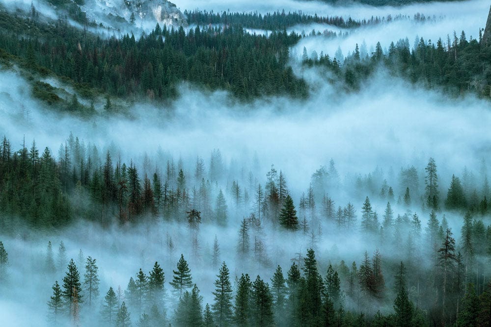 Papier peint panoramique forêt enveloppée de brume pour une décoration mystérieuse et immersive