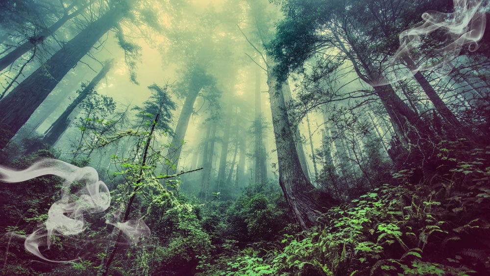 Papier Peint de forêt et de fumée. - Le meilleur Papier peint panoramique Sur mesure