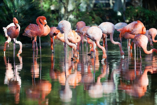 Papier Peint Élégance Tropicale: Flamants en Éveil - Le meilleur Papier peint panoramique Sur mesure