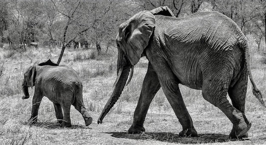 Papier Peint Éléphant Gris et Son Petit - Safari Désertique - Le meilleur Papier peint panoramique Sur mesure