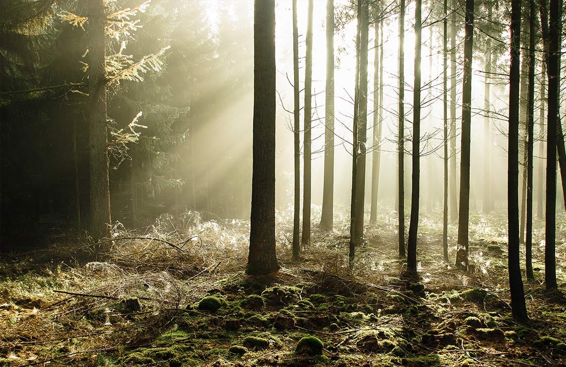 Papier Peint en papier peint Forêt ensoleillée en 3D. - Le meilleur Papier peint panoramique Sur mesure