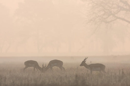 Papier peint idylle bucolique avec trois cerfs dans un champ brumeux, collection Idylle Bucolique
