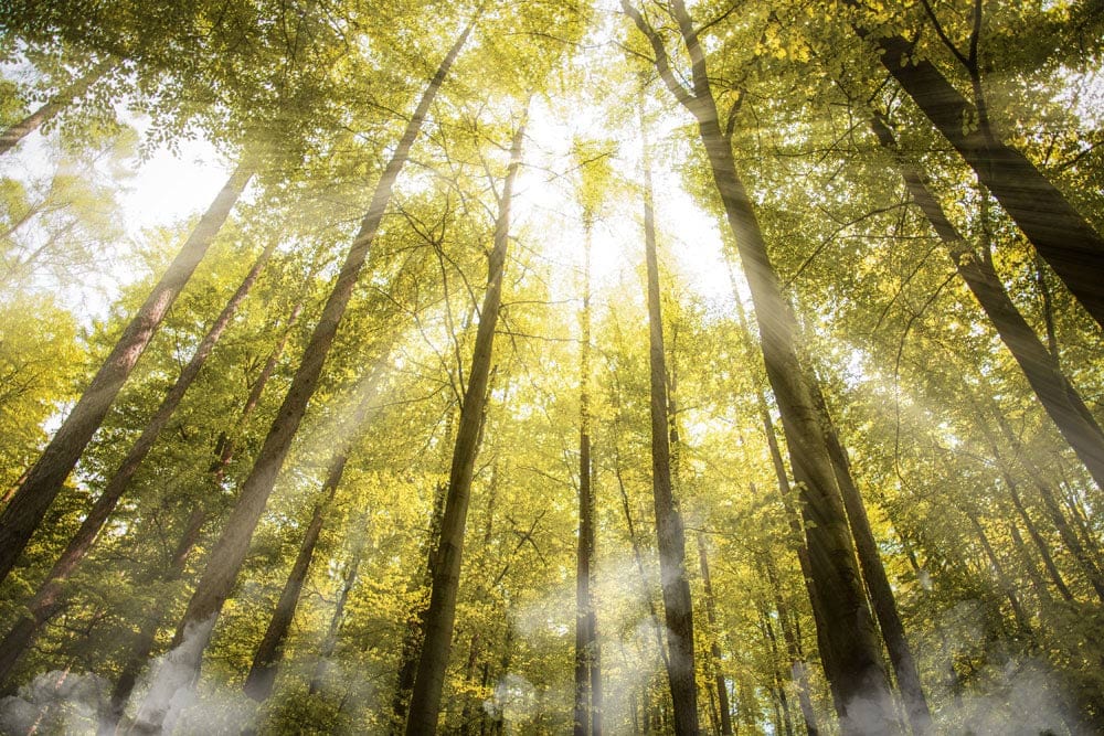 Papier peint panoramique Lueur de la forêt avec arbres hauts et rayons de soleil