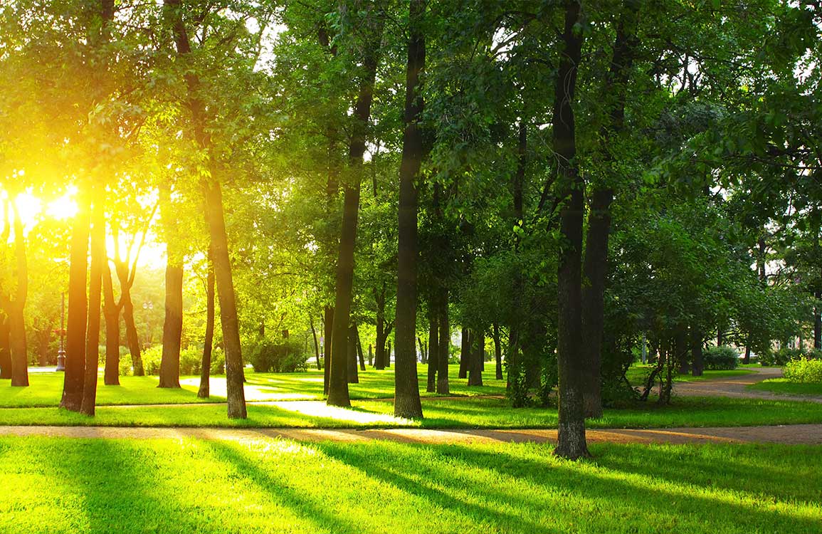 Papier Peint matinale pour parc. - Le meilleur Papier peint panoramique Sur mesure