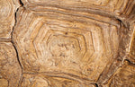 Papier peint mural à motif de grain de bois II - Vignette | Mr Papier Peint