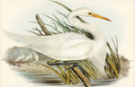 Papier peint mural aigrette plumeuse élégance et douceur bois et cuir - Vignette | Mr Papier Peint