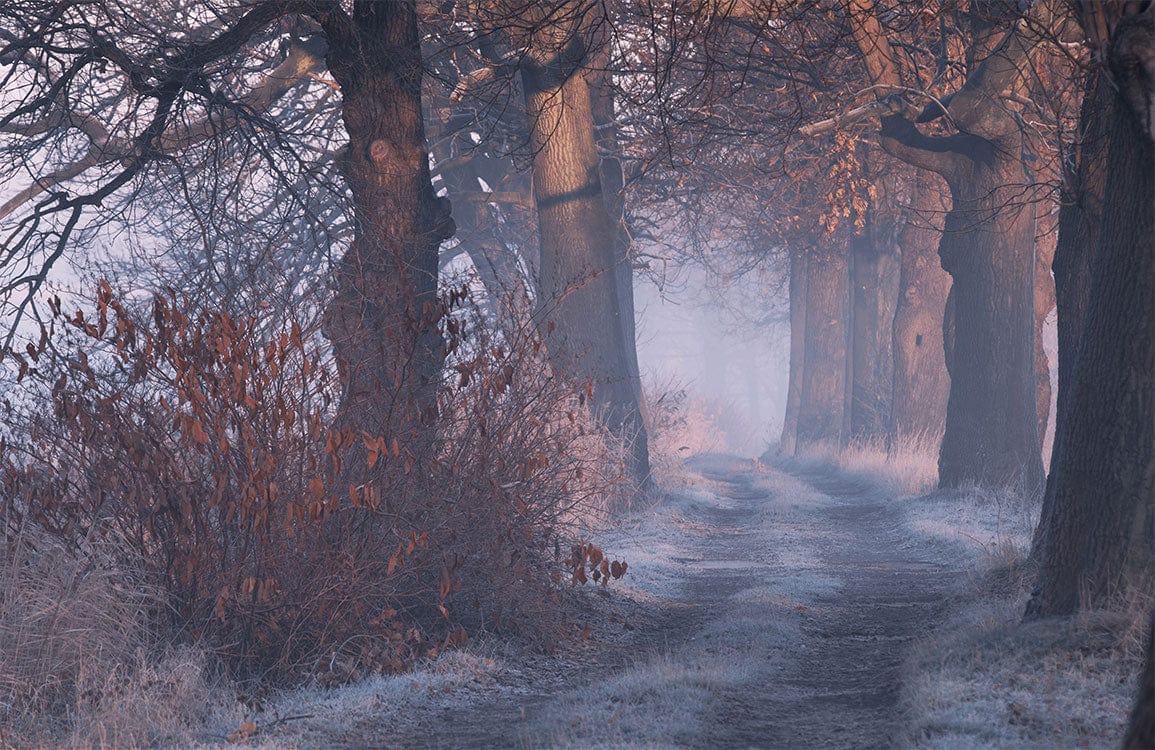 Peinture murale allée forestière avec arbre givré et brume pour décoration murale