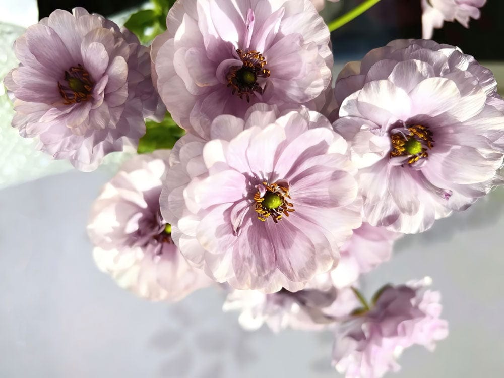 Bouquet de ranunculus violets pour le papier peint mural Anémone, mural Anémone