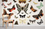 Papier peint mural antique de papillons et de mites - Vignette | Mr Papier Peint