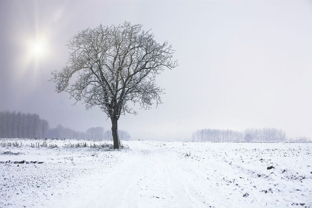 Papier Peint Mural Arbre Solitaire dans la Neige - Le meilleur Papier peint panoramique Sur mesure