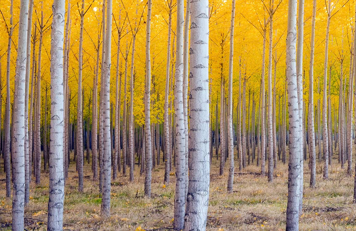 Papier peint mural Arbres d’automne - Le meilleur Papier peint panoramique Sur mesure