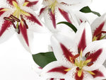 Peint Mural Aroma Donner Vie à Votre Salon avec Élégance Florale - Vignette | Mr Papier Peint